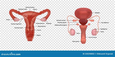 男人生殖系統|男性生殖系統 (male reproductive system)